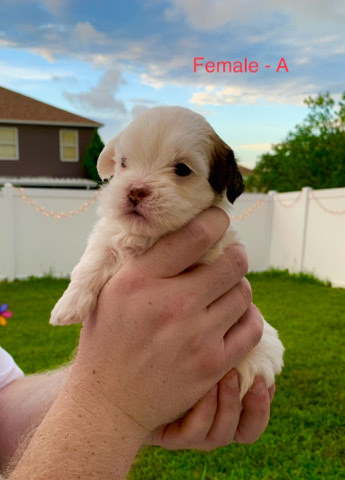 Jack Russell Terrier – Jack Tzu