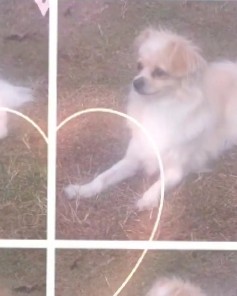 Tibetan Spaniel – Rehoming for Tibetan Spaniel