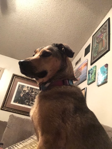 German Shepherd – German Shepherd rehome