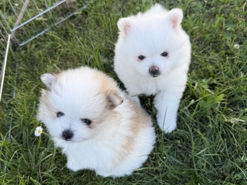 Pomeranian – Zwergspitz (zwei Weibchen sind noch frei) – Morbach