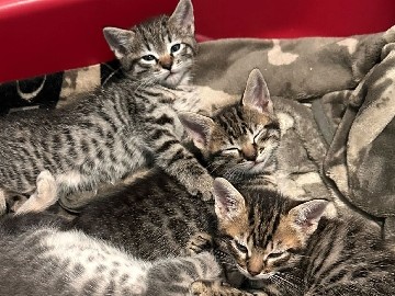 Savannah – Stunning Savannah Kittens for Sale – 3-5 Weeks Old – Los Angeles – Los Angeles