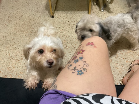 Mastiff – padres de cachorro – Miami Beach