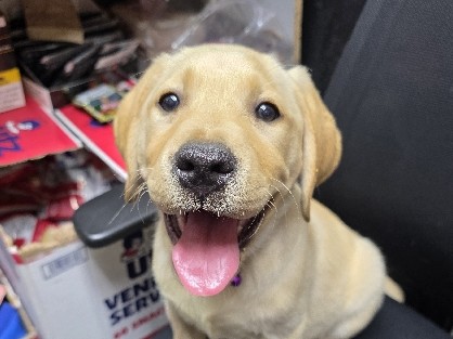 Labrador Retriever - Labrador puppies  available for adoption in Washington