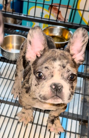 French Bulldog – French puppy’s