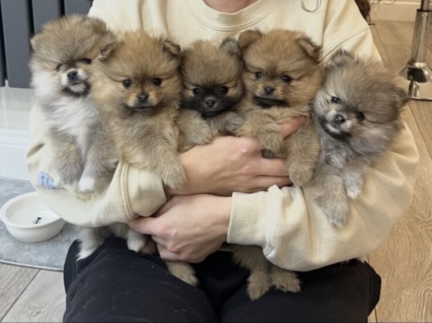 Pomeranian – Adorable Pomeranian Puppies for Sale – 7 Weeks Old – Edgware