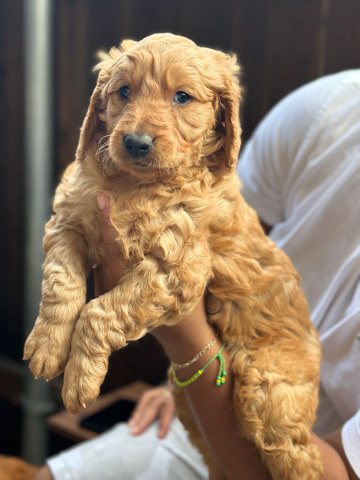 Golden Retriever – Golden Retriever mix Golden Doodle Puppies for sale