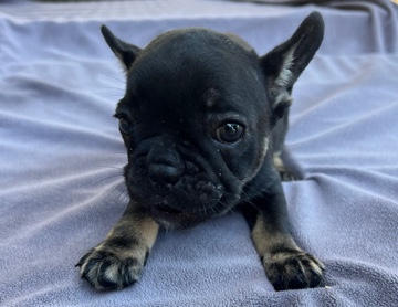 French Bulldog – Frenchie