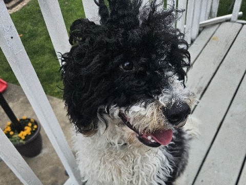 Mixed Breed – bernedoodle – Cincinnati
