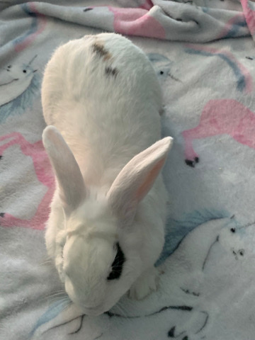 male rabbits