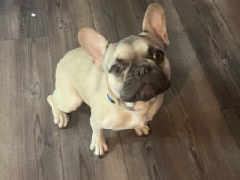 French Bulldog – French bulldog – Garland
