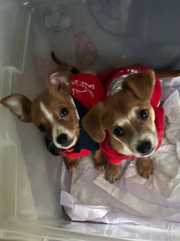 Chihuahua – remy and simba