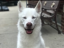 Siberian Husky – White husky with blue eyes – Dearborn