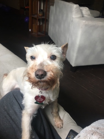 Miniature Schnauzer – Blanca