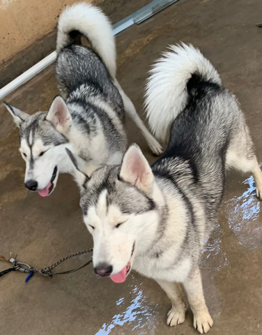 Labrador Husky – Two. Husky dogs.