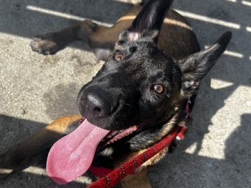 Belgian Shepherd Dog (Malinois) – Pedigree Belgian Shepherd Dog (Malinois) Puppy – 13 Weeks Old – London