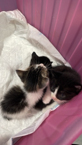 Adopta a uno de los gatos