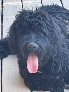 selling 8 months old bernedoodle 