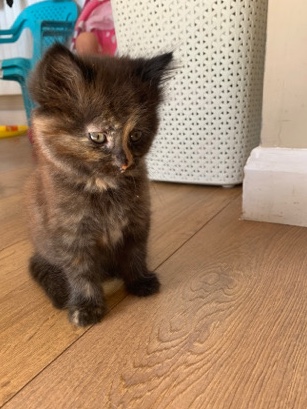 British Longhair – kitten