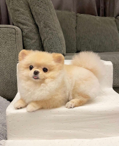 Pomeranian – Lovely cute Pomeranian puppy for sale