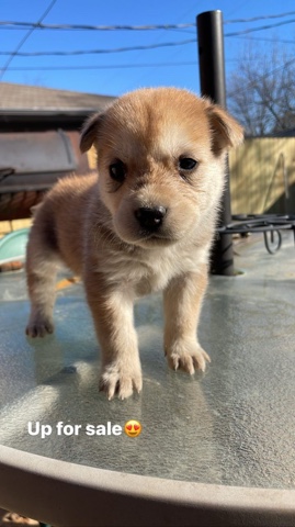 German Shepherd – 1month old puppy