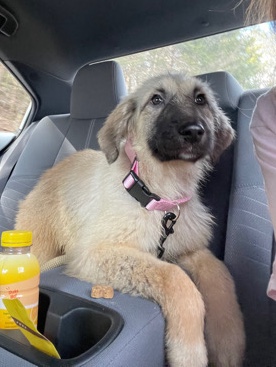 Rehome anatolian pyrenees pup