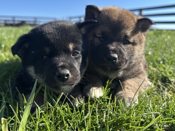 Shiba Inu – Shiba Inu – Harrodsburg