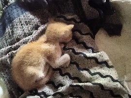 I want to give a kitten. – Dalua