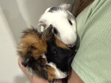 2 male guinea pigs