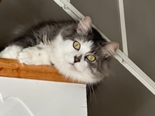 Norwegian Forest cat – Hunter Needs a New Forever Home ❤️ – Reisterstown