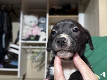 puppies – Winter Park