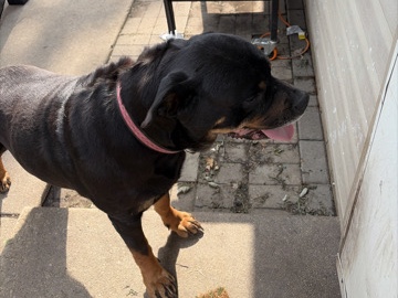 Rottweiler – Nala rottweiler – Streamwood