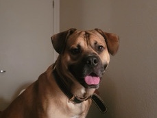 Boxer - Ares available for adoption in North Richland Hills
