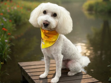 Poodle – Poodle Mix in need of home – Menifee