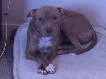 American Pit Bull Terrier – Apollo needs new home – Tacoma