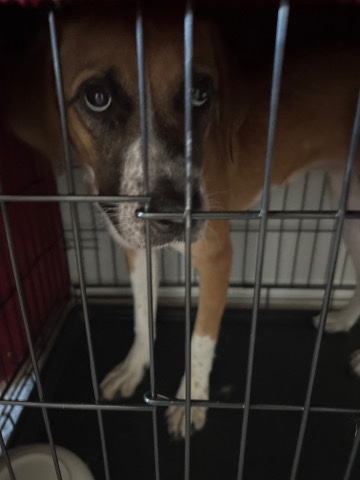 German Shepherd – selling precious