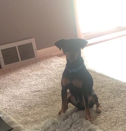 petshome%2Fadverts%2Fvm2BjqgYRYjLgdPKreTF%2Fmain image