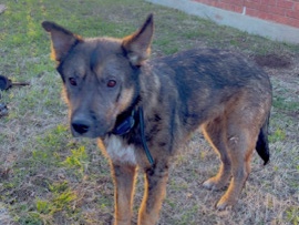 German Shepherd - German Shepard Rehome available for adoption in San Antonio