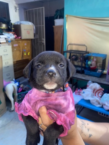 Labrador Retriever – lab mix puppies