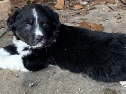 Australian Shepherd – Dixie Aussie – Lansing