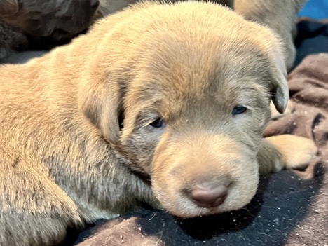 Labrador Retriever – Labrador Puppy – Oregon City