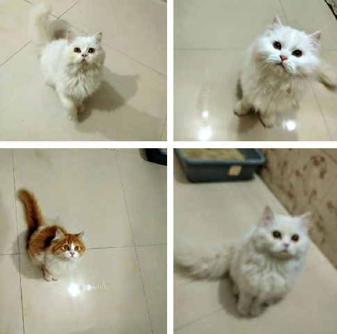 Persian (Modern) – persion cat sale seven-4-two-8-nine-5-two-4-two-7
