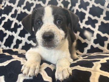 Siberian Husky – husky/pitbull puppy – Paulding