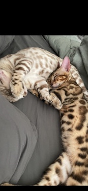 Bengal – Snow & Rosette Bengal