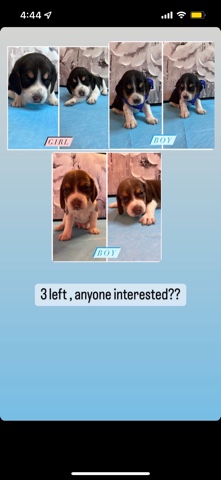 Beagle – beagle puppies