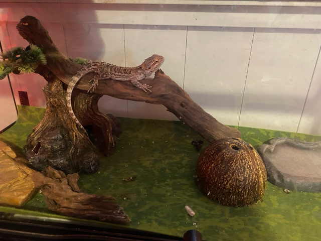 Any – bearded dragon