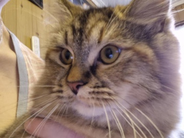 Ragdoll - ragdoll cross available for adoption in Ferntree Gully