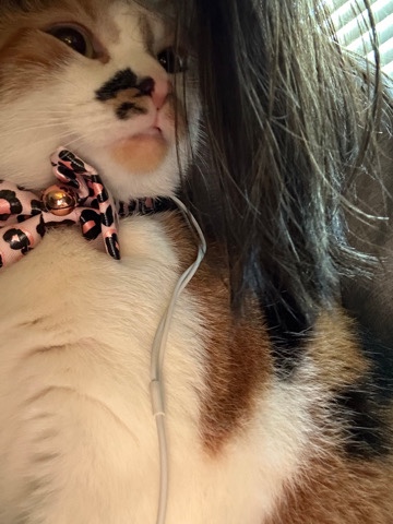 calico female cat