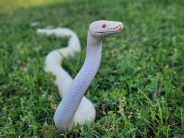 Snake – Rehoming Ball Python – Spotsylvania Courthouse