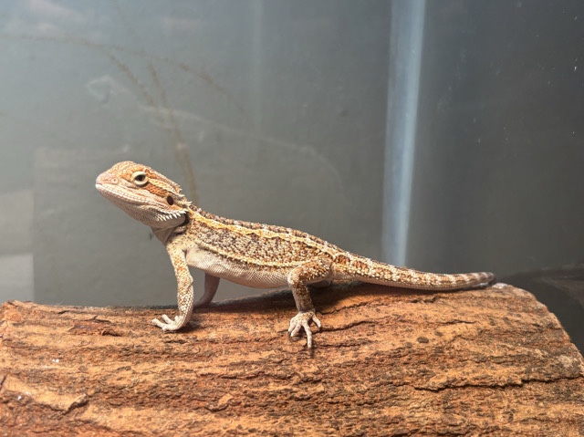 Bearded Dragon – juvenile bearded dragon ! – Willimantic