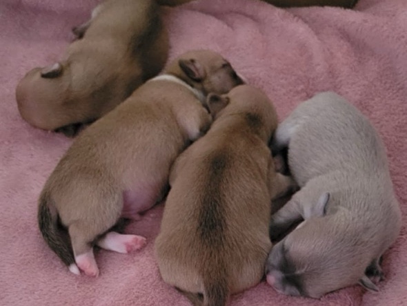 Chinese Chongqing Dog – teacup chihuahua puppies. – Birmingham